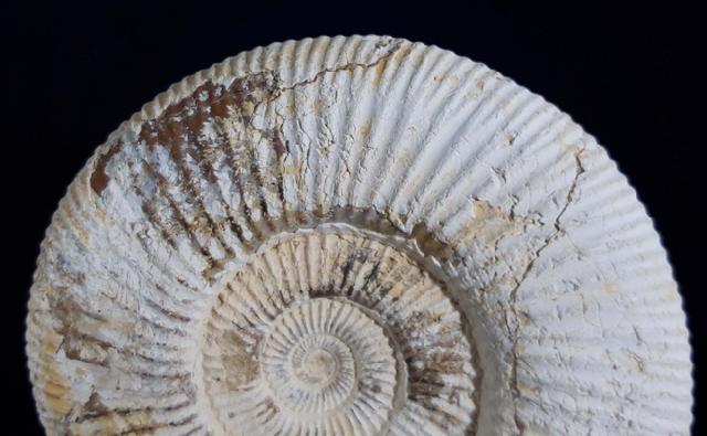 Divisosphinctes besairiei COLLIGNON 1960 - Bild © FossNet FossilienStore